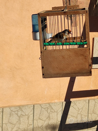 Coppia di cardellino x canarina