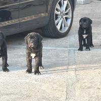 Cuccioli cane corso