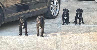 Cuccioli cane corso