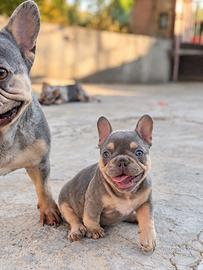 Bulldog francese esotico lilac tan