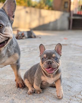 Bulldog francese esotico lilac tan