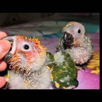 Piccoli di conuri del sole