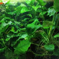 Anubias giganti