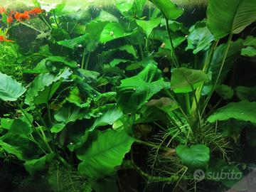 Anubias giganti