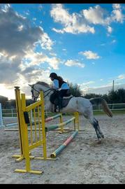 Cavallo Castrone
