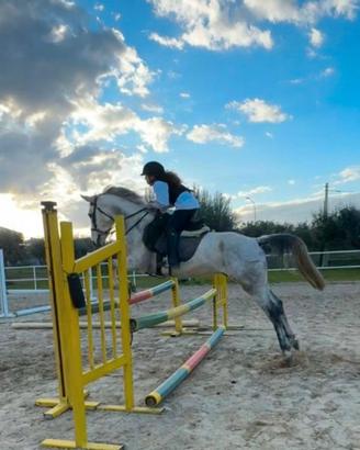 Cavallo Castrone