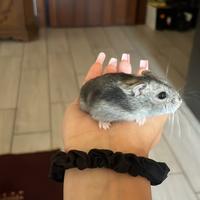 Criceto di razza orsetto