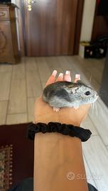 Criceto di razza orsetto