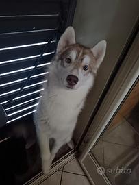 Siberian husky
