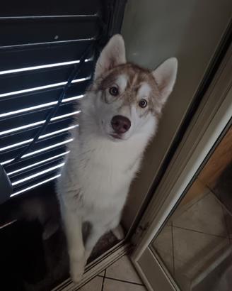 Siberian husky