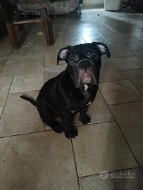 bulldog inglese 
