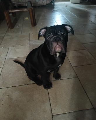 bulldog inglese 