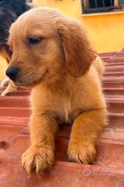 Femmina di Golden retriever americano 