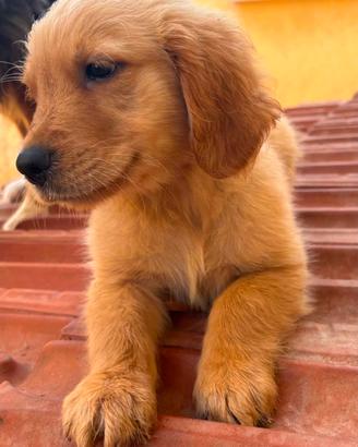 Femmina di Golden retriever americano 