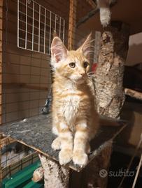 Maine Coon