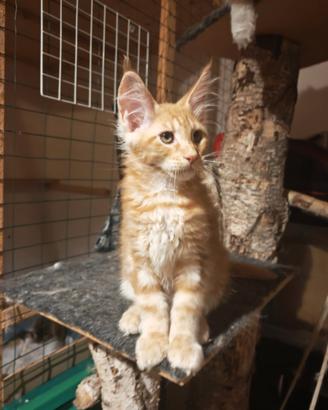 Maine Coon