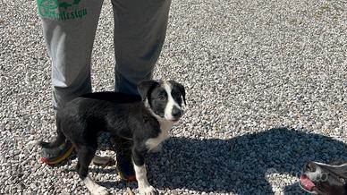 Border collie femmine
