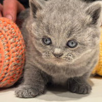 British shorthair
