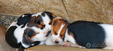 Cuccioli di beagle tricolore