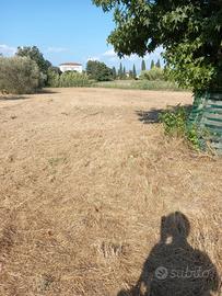 Terreno a vivaio con olivi