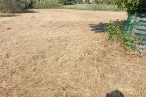 Terreno a vivaio con olivi