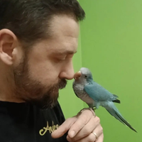 Parrocchetto monaco blue allevato a mano