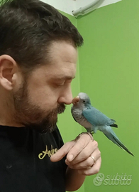 Parrocchetto monaco blue allevato a mano