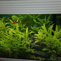 Acquario  Askoll Puro L