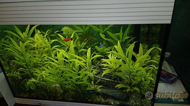 Acquario  Askoll Puro L