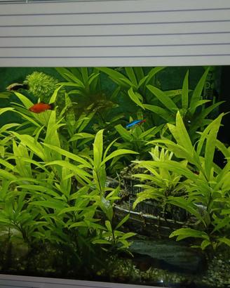 Acquario  Askoll Puro L