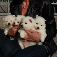 Cuccioli di Volpino Italiano