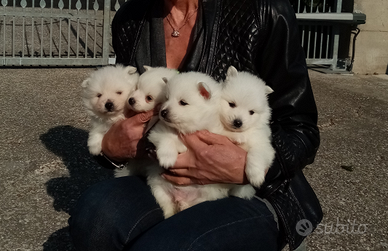 Cuccioli di Volpino Italiano