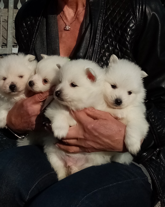 Cuccioli di Volpino Italiano