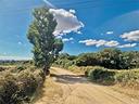 telti-3-ettari-con-progetto-approvato-uliveto-e