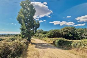 TELTI 3 ETTARI CON PROGETTO APPROVATO, ULIVETO E