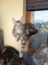 Cuccioli Maine no pedigree rimborso spese