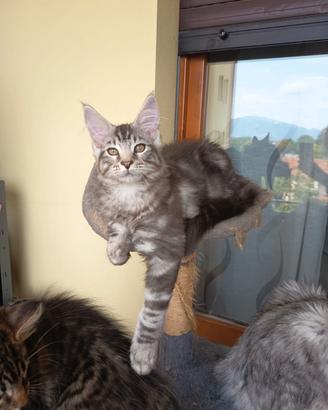 Cuccioli Maine no pedigree rimborso spese