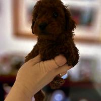 Barboncino mini mini Toy red fulvi e Brown 2 mesi