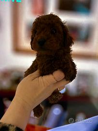 Barboncino mini mini Toy red fulvi e Brown 2 mesi