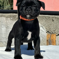 Staffordshire bull terrier