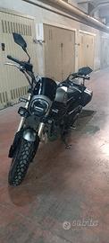 Benelli leoncino 800