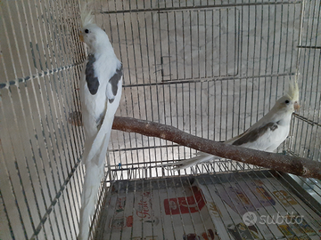 Calopsite semiallevato a mano