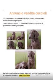 Weimaraner con pedigree Animali In vendita a Arezzo