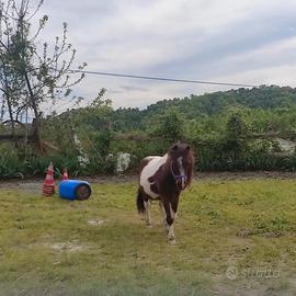 Pony castrone del 2008