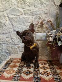 Bouledogue Francese cuccioli disponibili