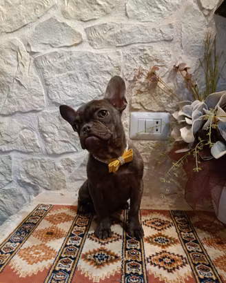 Bouledogue Francese cuccioli disponibili