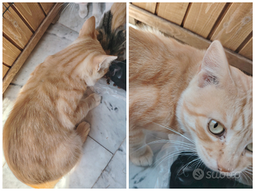 Gatto di 20 mesi cresciuto in famiglia