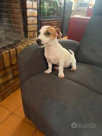 Cucciolo di Jack Russell Terrier