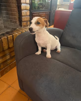 Cucciolo di Jack Russell Terrier