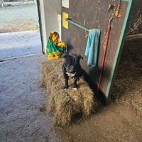 Staffordshire bull terrier